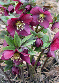 Helleborus x hybridus 'Mardi Gras Maroon Red'